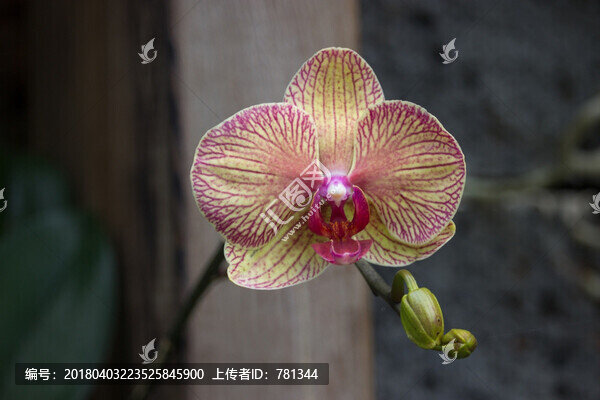 線條蝴蝶蘭