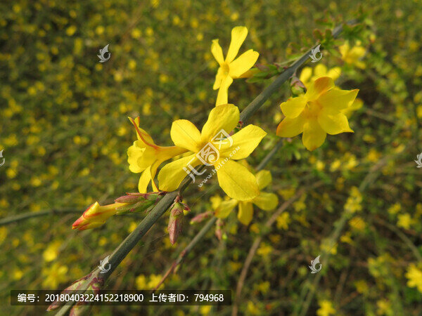 迎春花