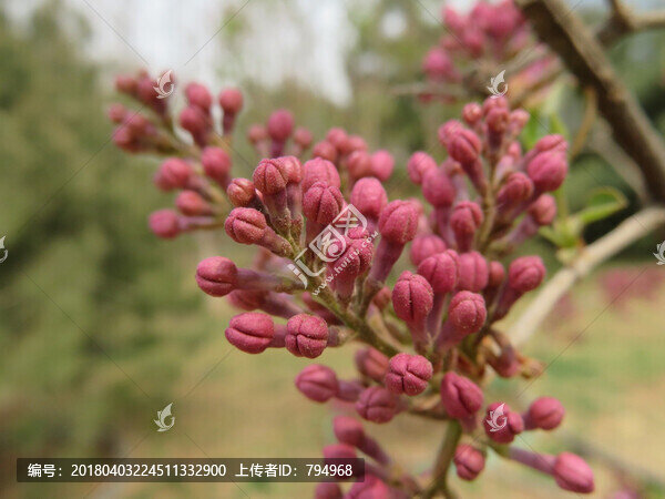丁香花