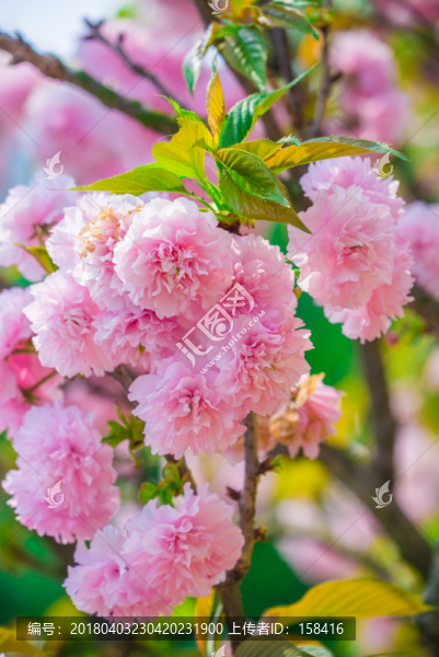 浪漫櫻花