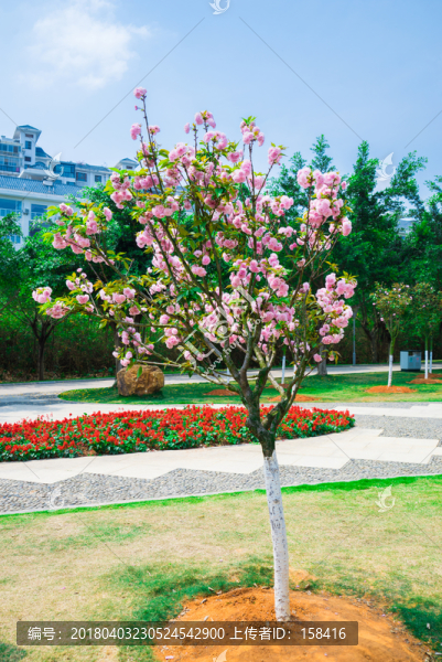 浪漫櫻花