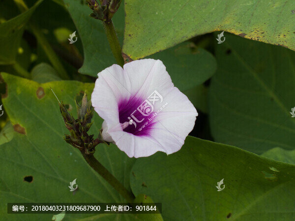 淡紅色番薯花