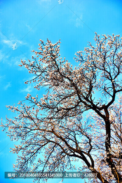 杏花樹(shù)
