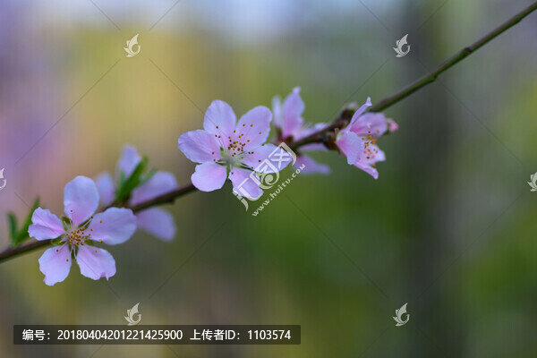 碧桃,（2）