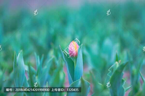 郁金香