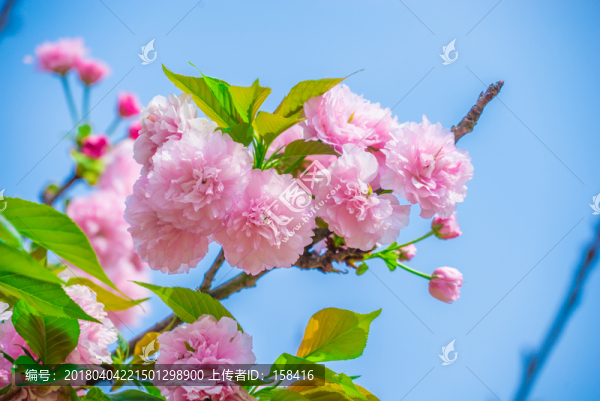 重瓣櫻花,八重櫻