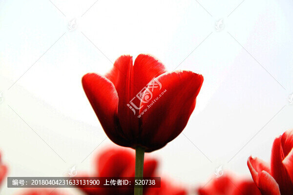 春,,郁金香,花朵