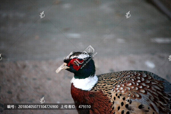 野雞,錦雞