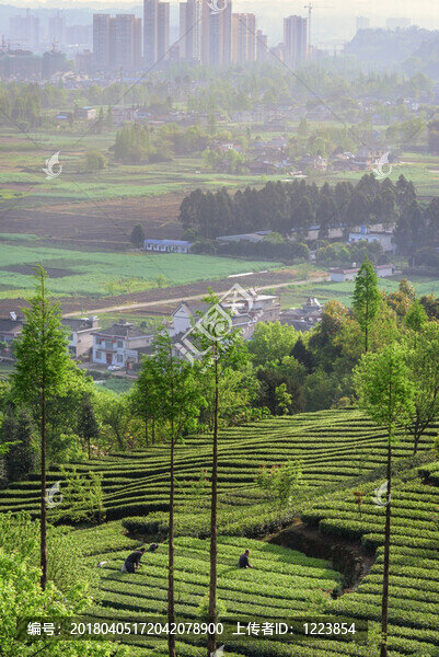 茶山