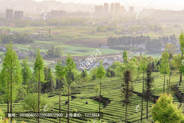 茶山