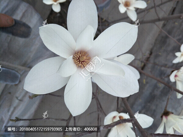 廣玉蘭