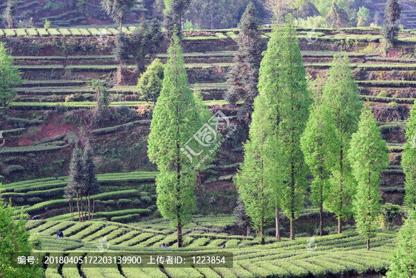 茶山