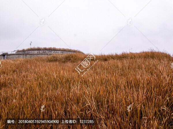 鄉(xiāng)野山坡草叢風光景色雜草叢生