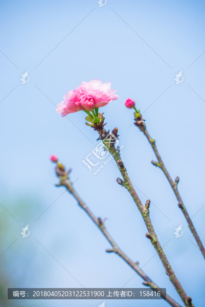 重瓣,櫻花