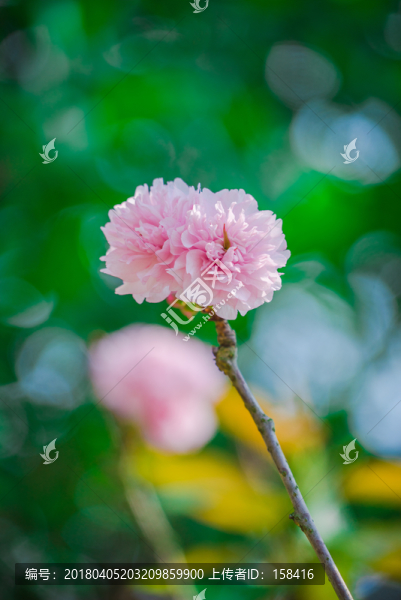 重瓣,櫻花