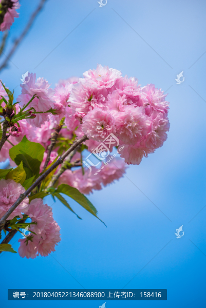 櫻花櫻樹雛菊櫻