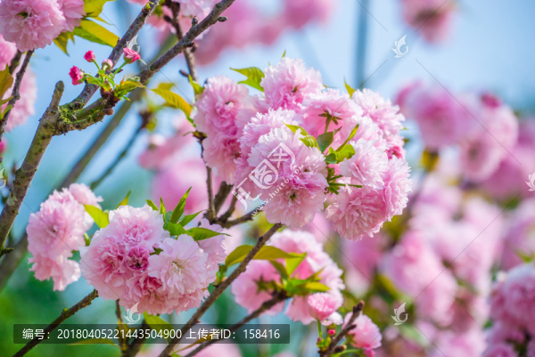 櫻花櫻樹雛菊櫻