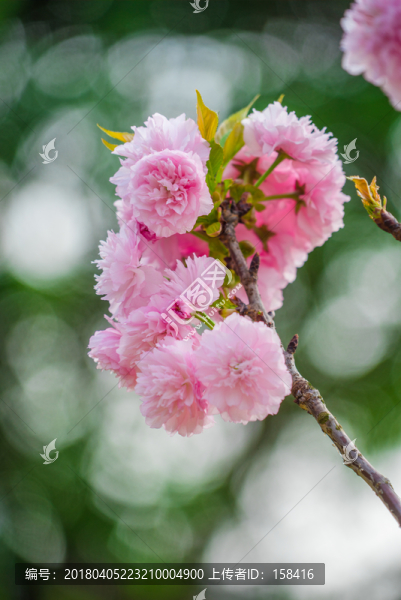 滿樹櫻花