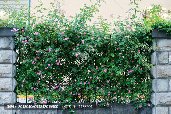綠植墻