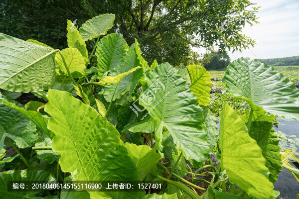 滴水觀音