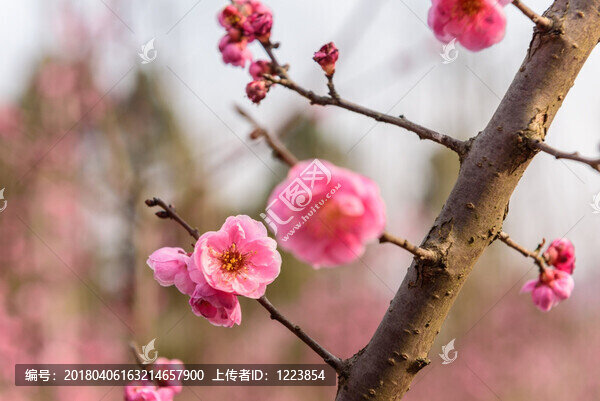 紅梅