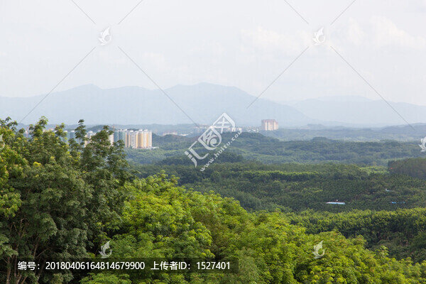 熱帶雨林
