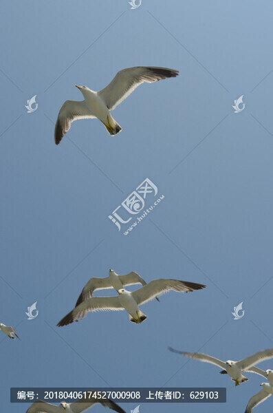 海鷗