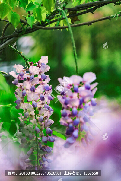 紫藤花
