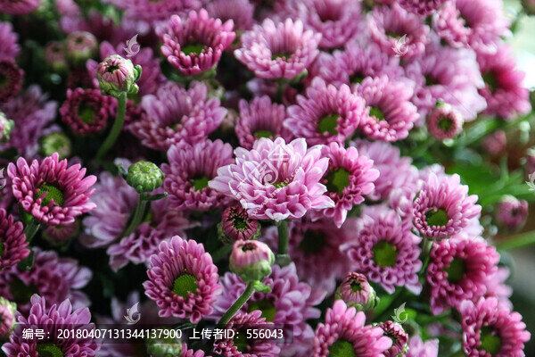 紫色雛菊