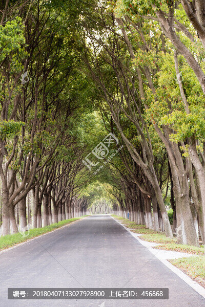 林蔭道路