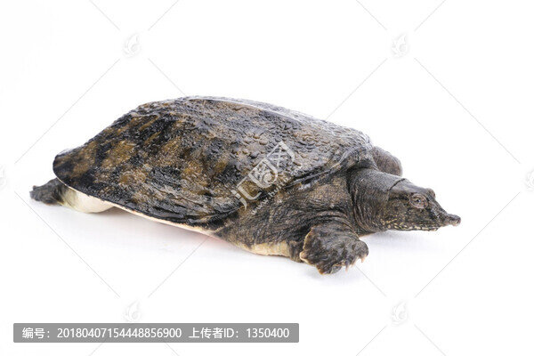 甲魚