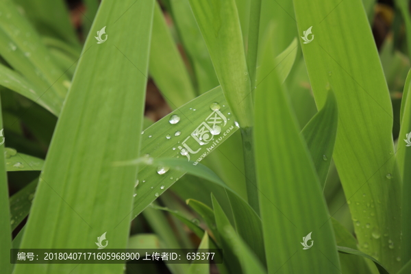 露珠