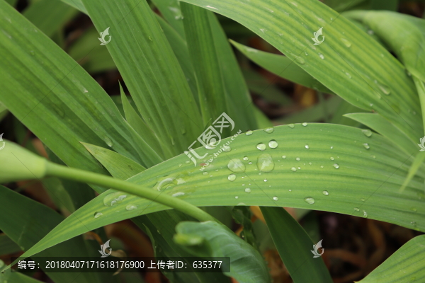 露珠