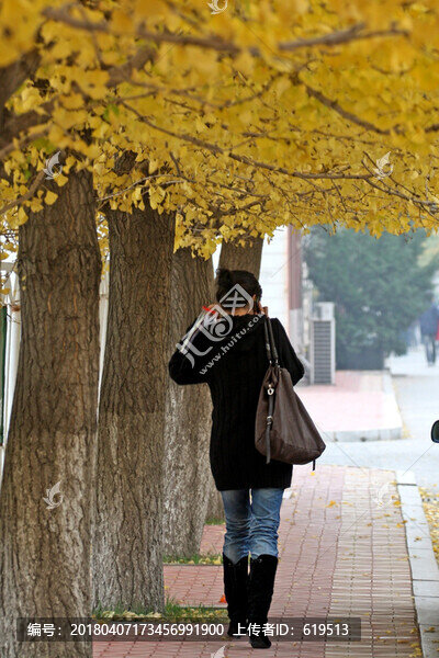 銀杏樹,遼寧大學(xué)