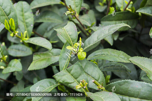茶葉