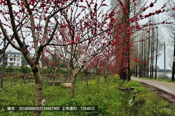 桃花