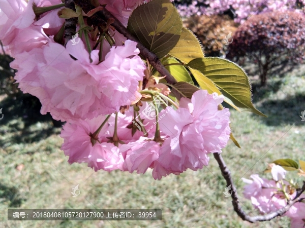 粉嫩嫩的櫻花