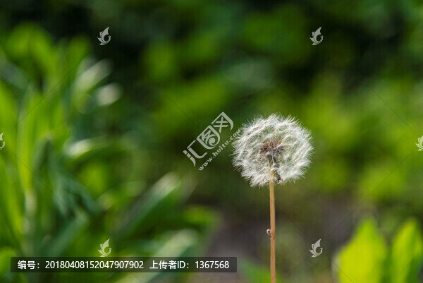 蒲公英,春天花朵