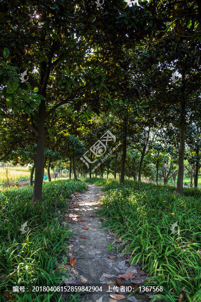 樹林,小道