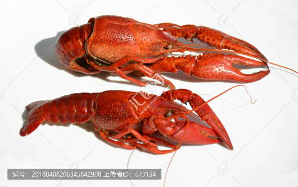 小龍蝦