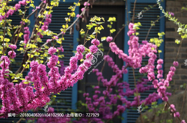 紫荊花開(kāi)