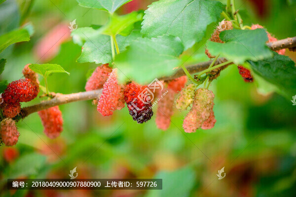 桑樹