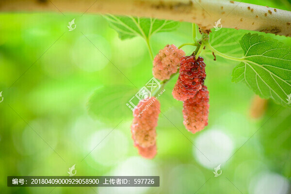 桑葚