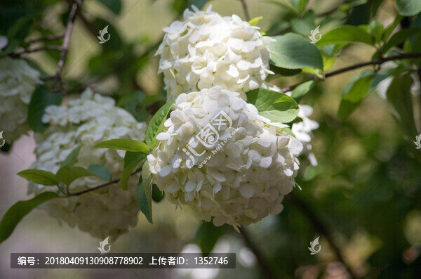 白色繡球花