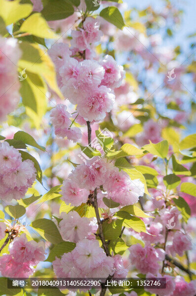 櫻花