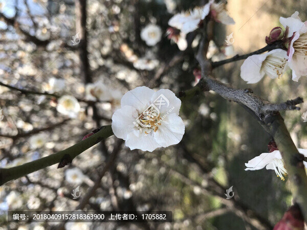 杏花