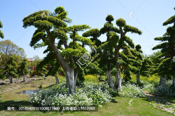 蕪湖,原野森林的造型樹