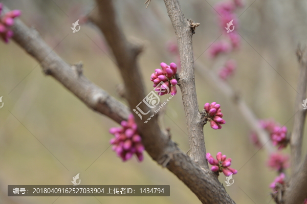 春色