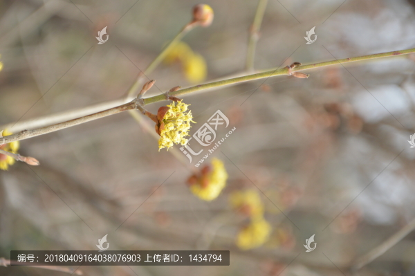 春色