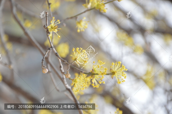 春色